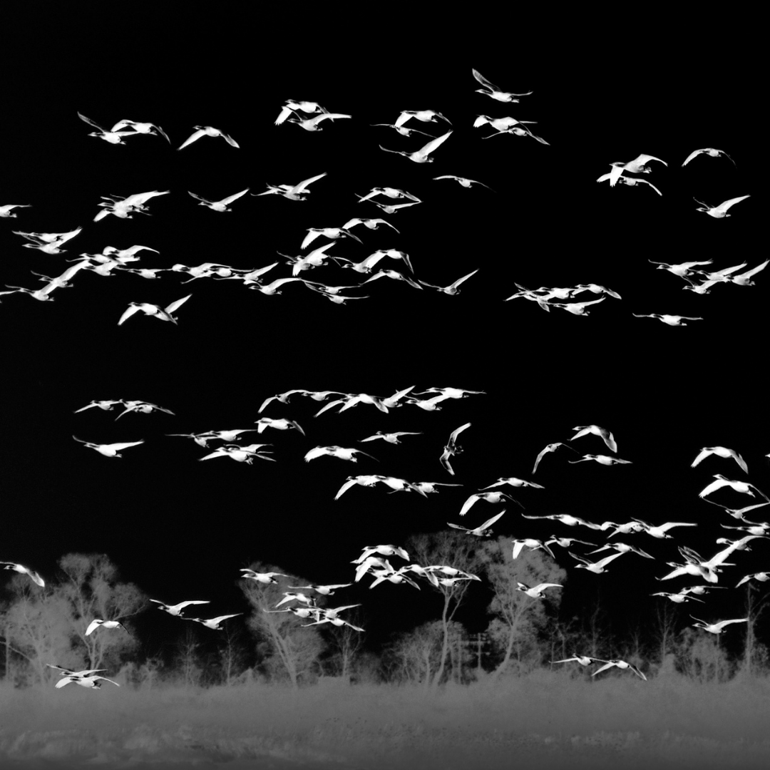 birds flying from a field in the night sky