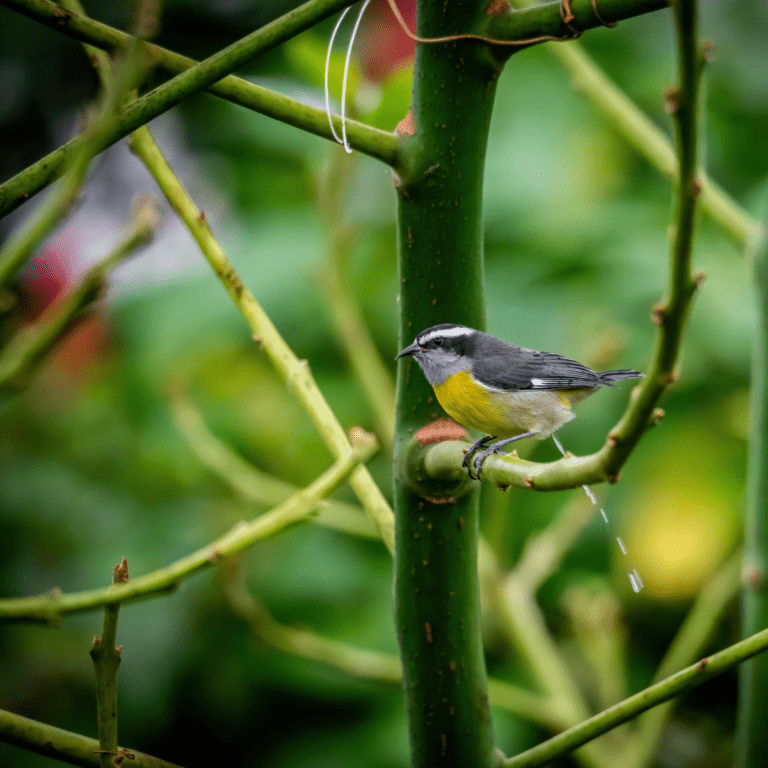 bird pooping in lush green tree