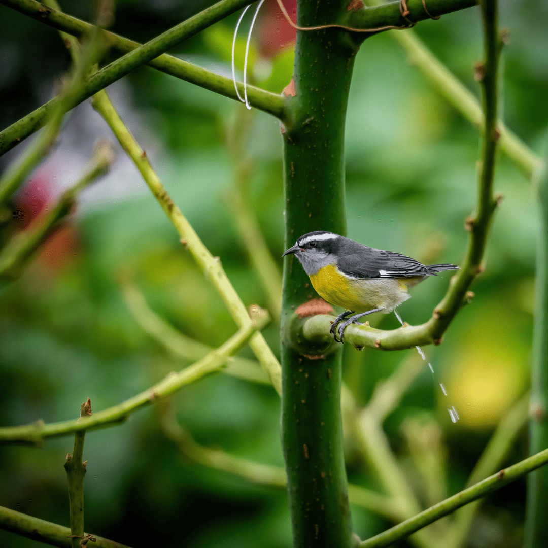 how-often-do-birds-poop-surprising-question-faq-happy-birding