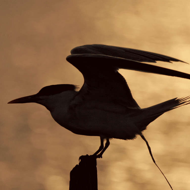 how-often-do-birds-poop-surprising-question-faq-happy-birding