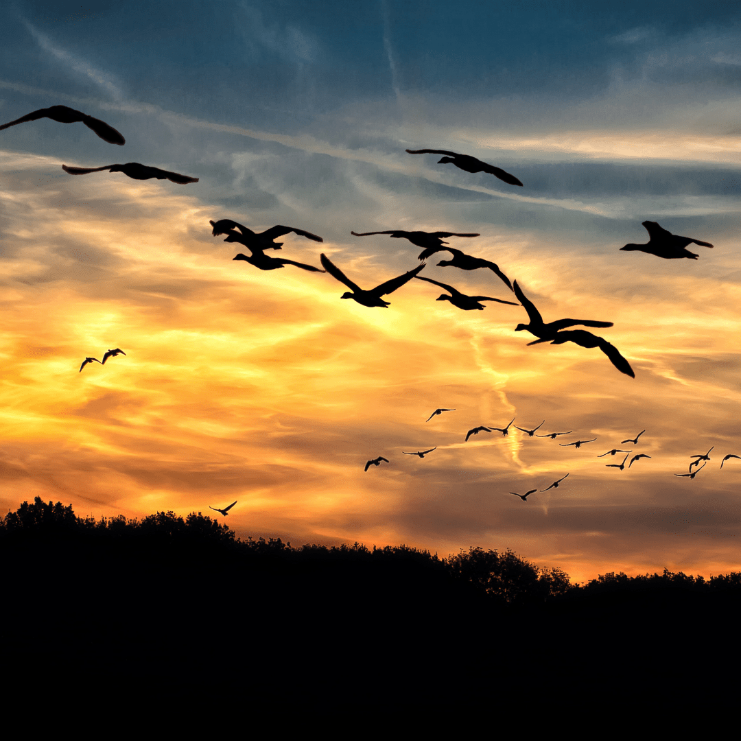 Why Do Birds Fly In CIrcles Expert Answer Happy Birding