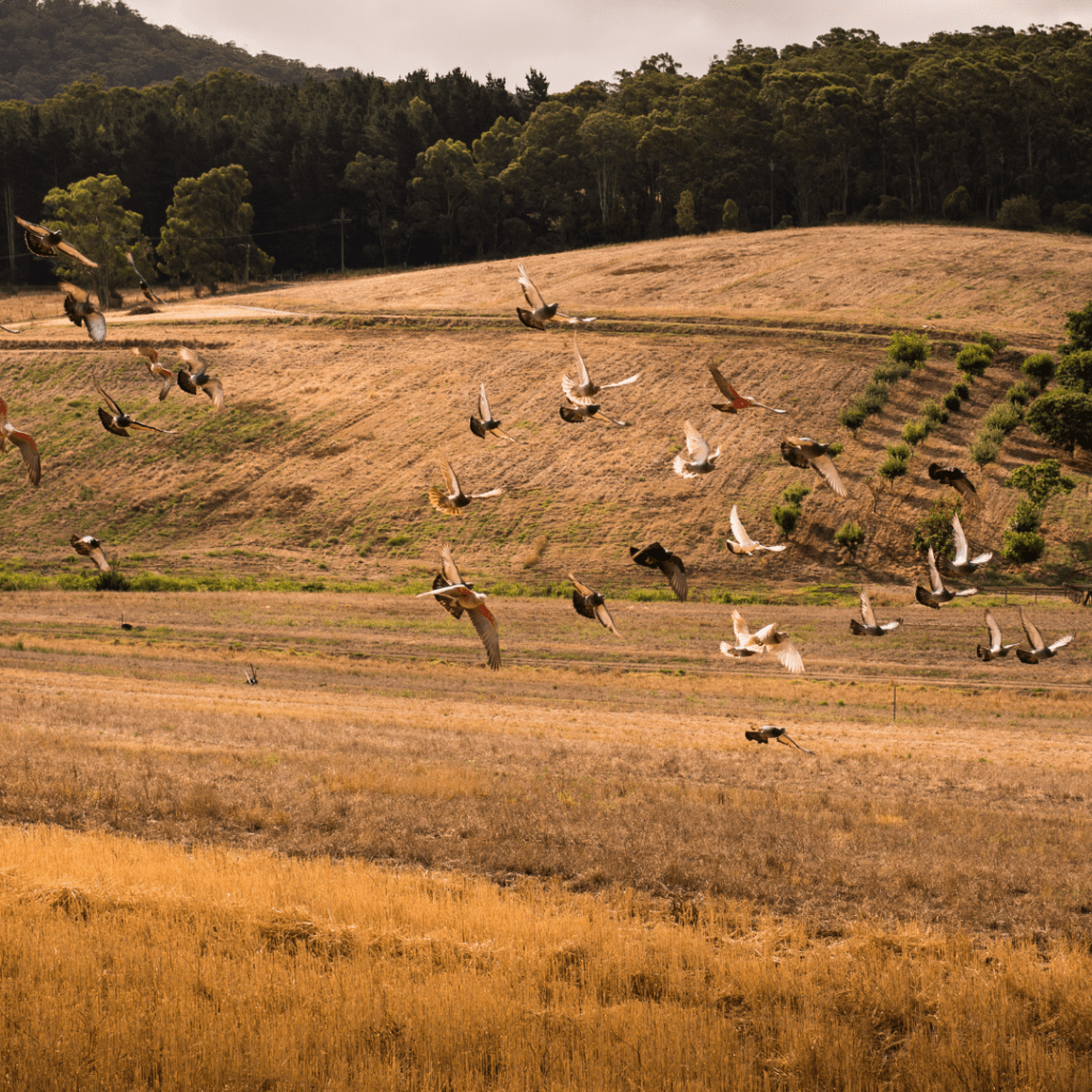 birds in a field beginning flight