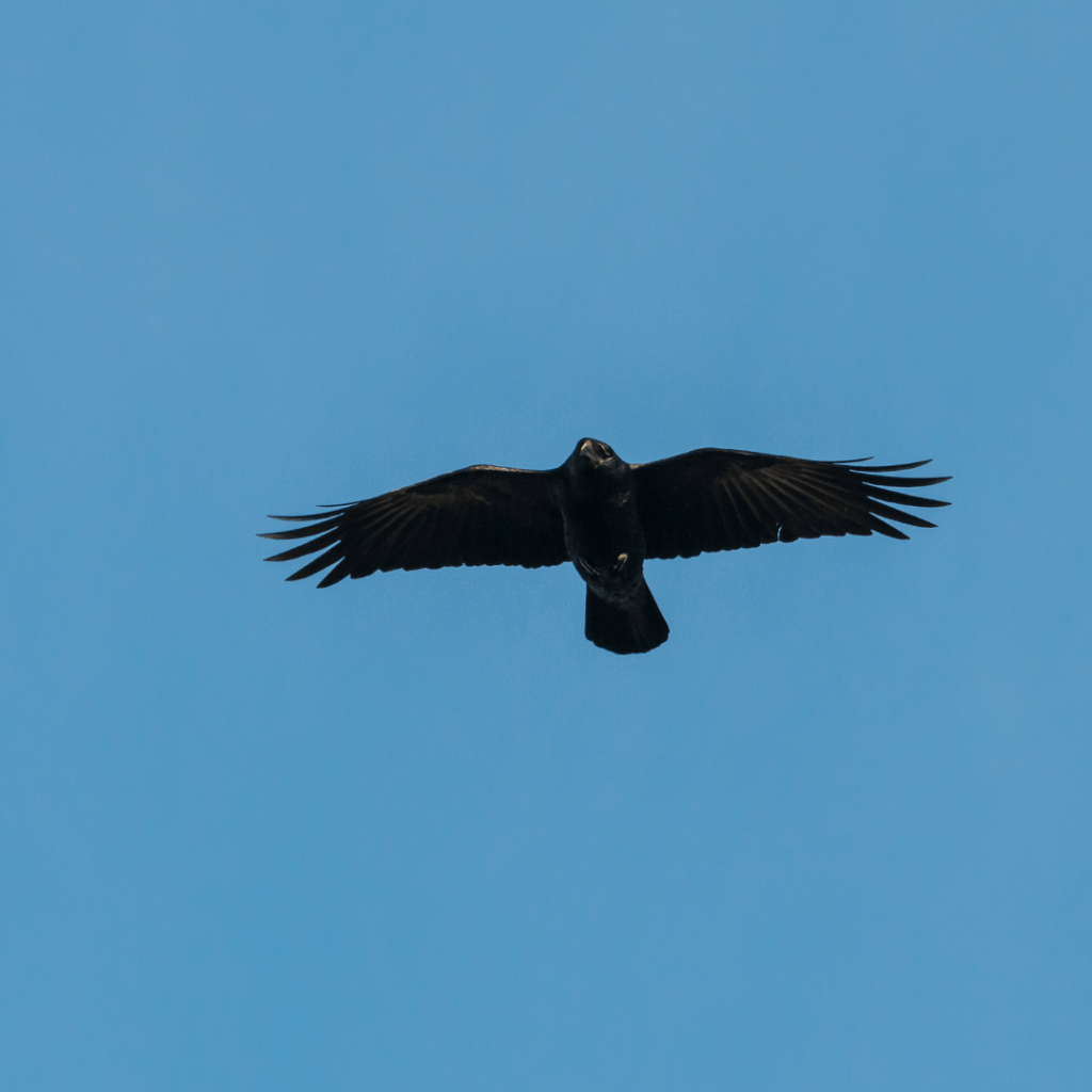 crow soaring in blue sky