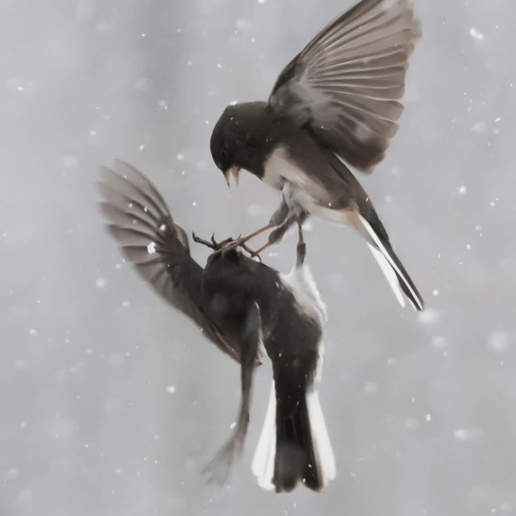 birds fighting in the snow