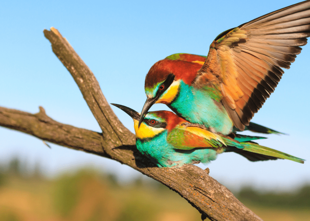 bee-eater birds mating