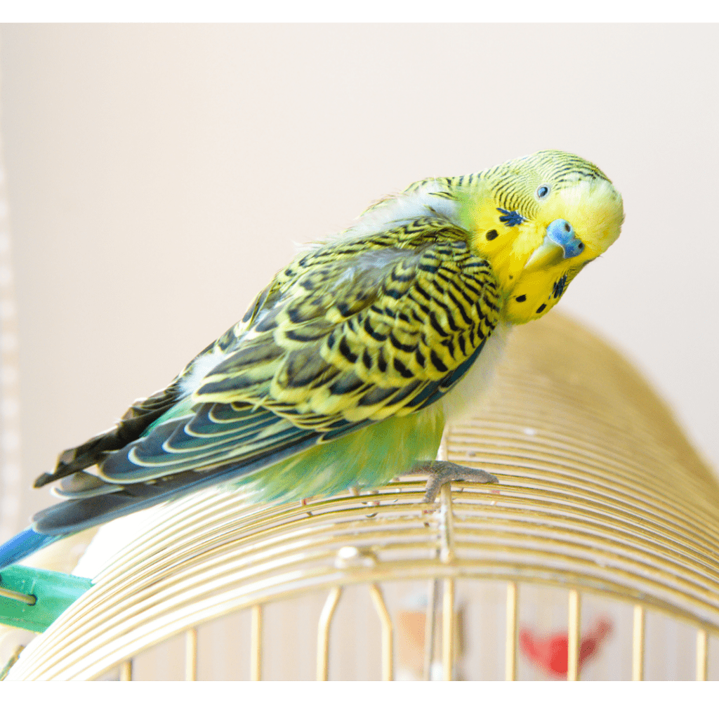budgie standing on cage