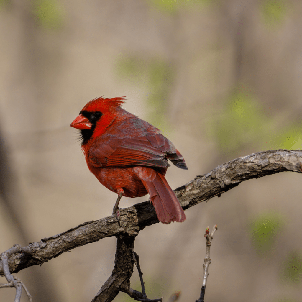 vermilion cardinal on a branch