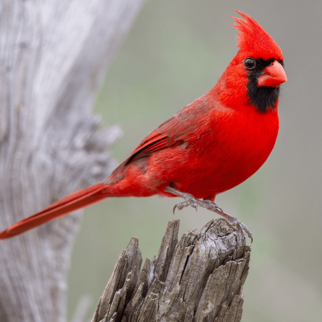 northern cardinal perched on a stump
