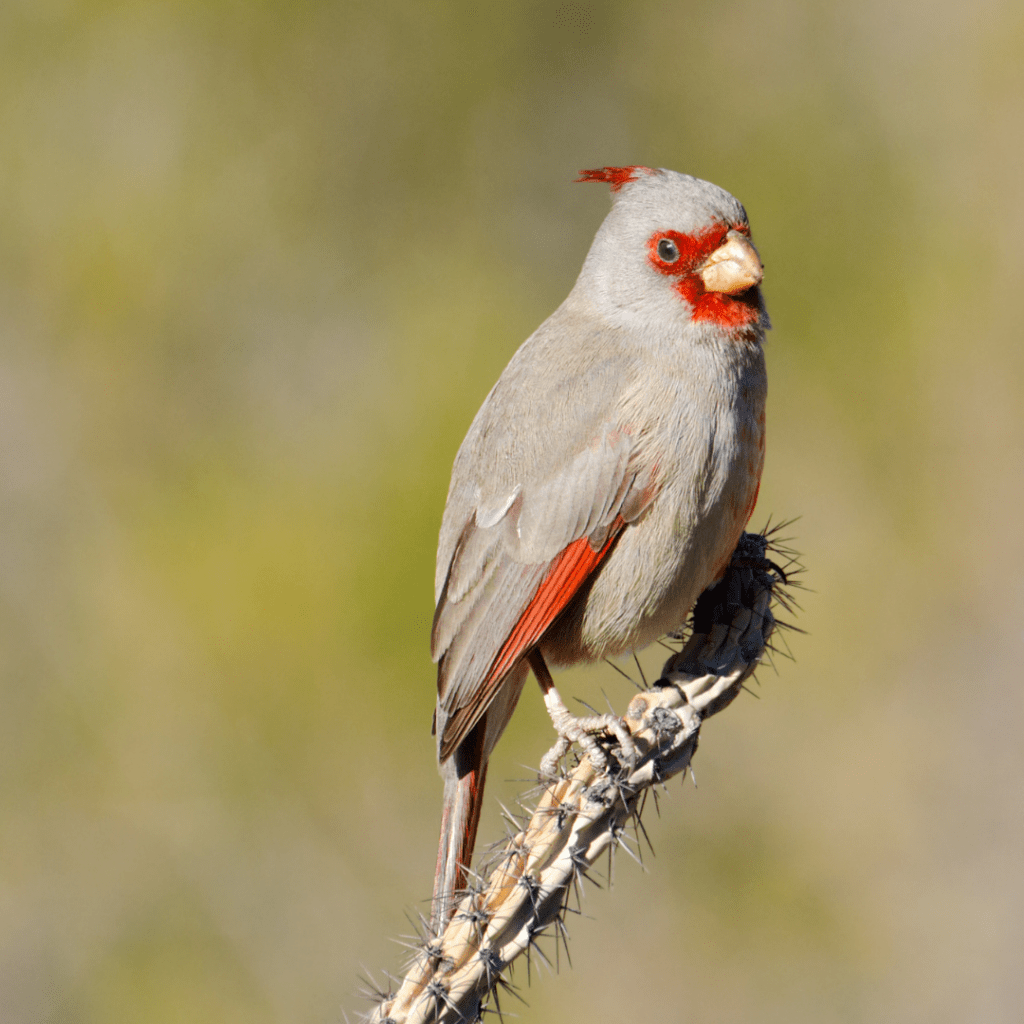 desert cardinal on the end of a branch