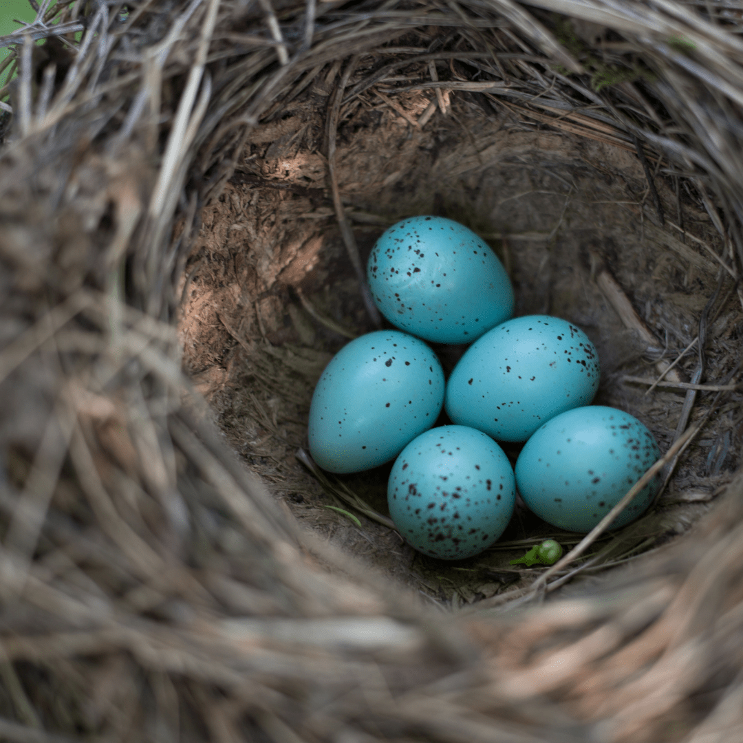 eggs in a birds nest