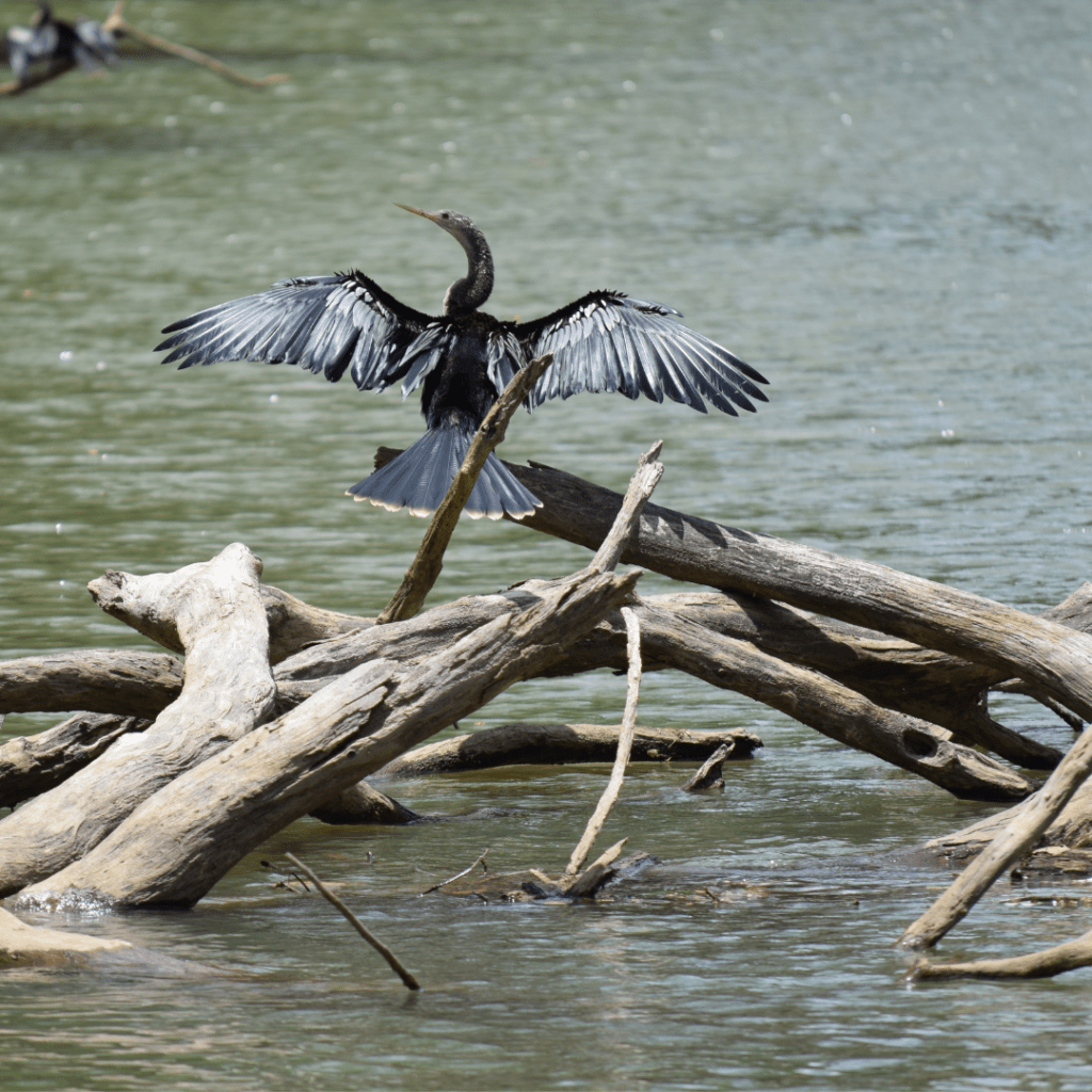 bird stretching by river