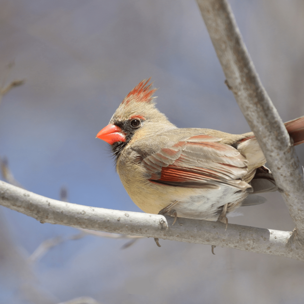 female northern cardinal in a tree