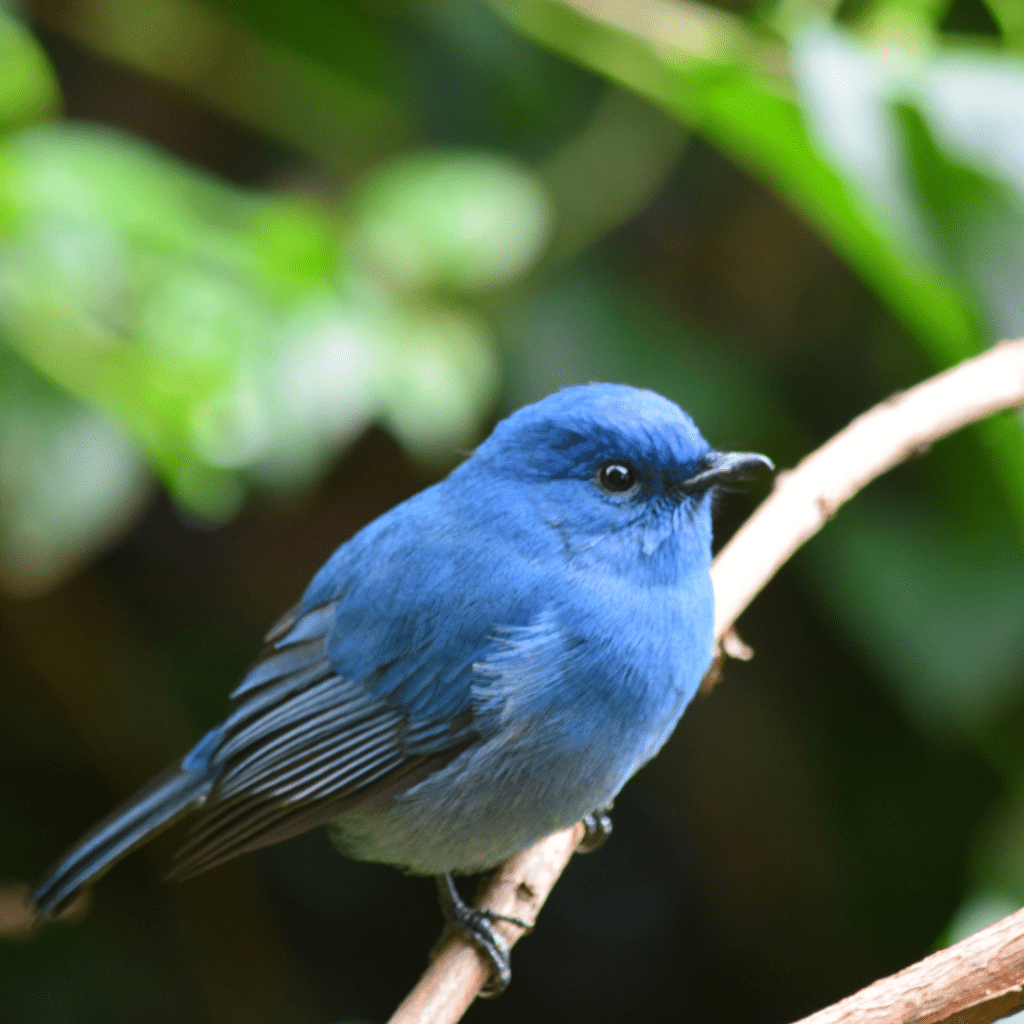 What birds have blue feathers? - Quora