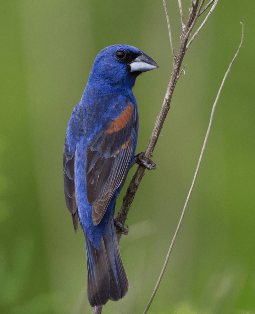 Is There a Blue Colored Cardinal Bird? - Birds and Blooms