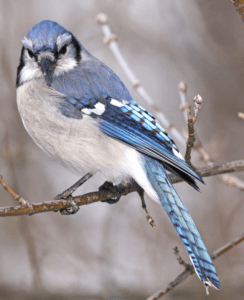 blue jay on branch