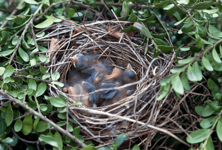 cardinal nest made in boxwood bush