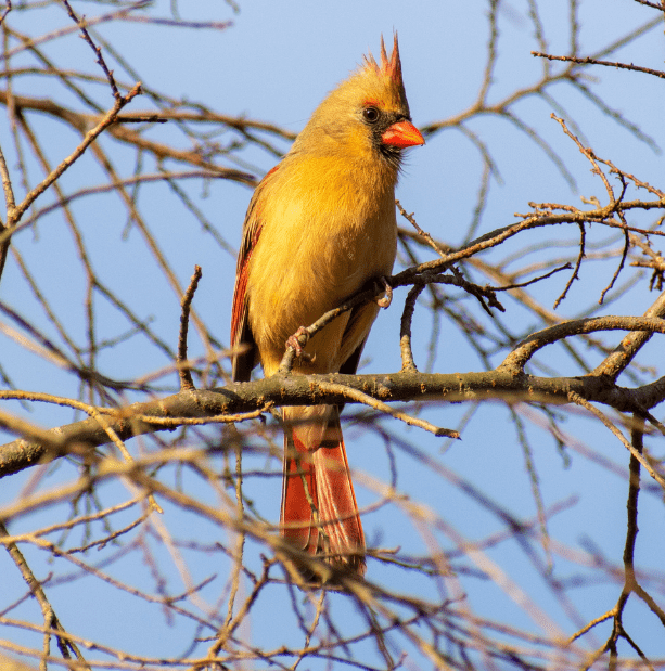 cardinal perched in branches