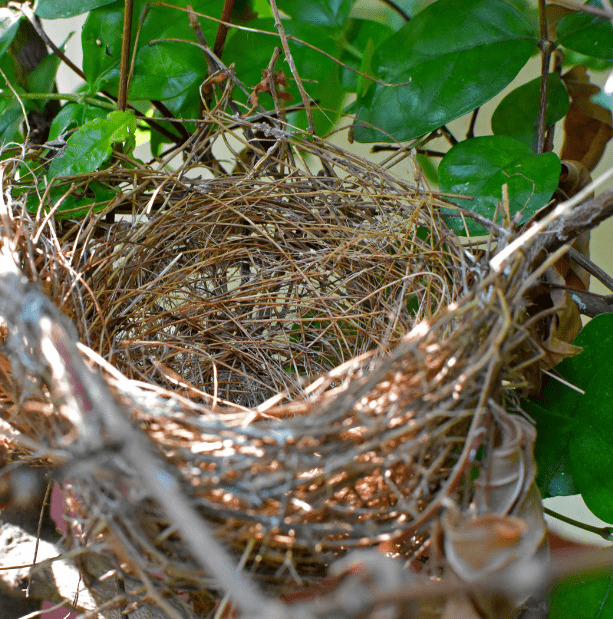 well made bird nest in tree