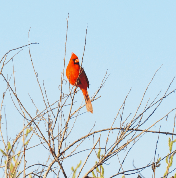 cardinal on tall perch