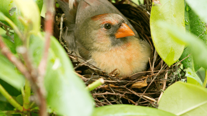 cardinal roosting on eggs in nest