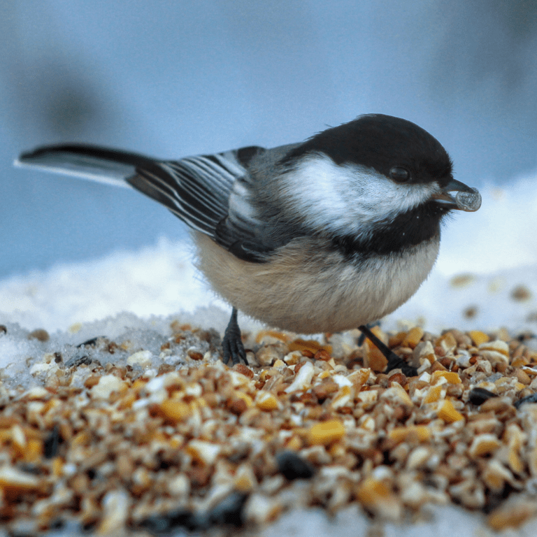 bird eating birdfood