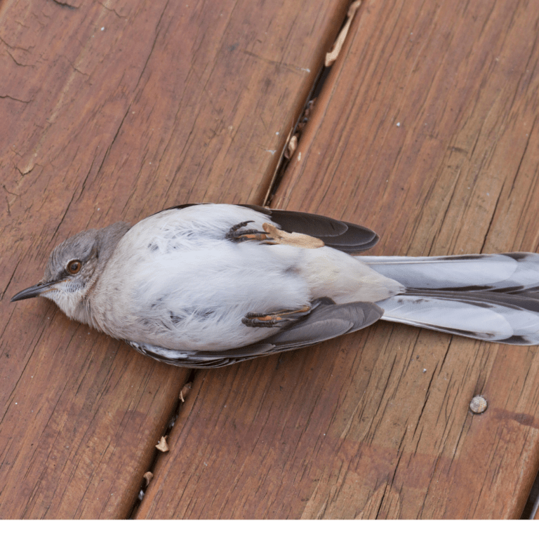 stunned bird on deck