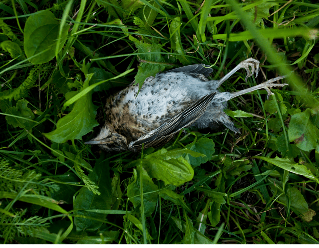 dead bird in grass