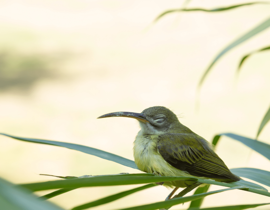 sick bird in a tree