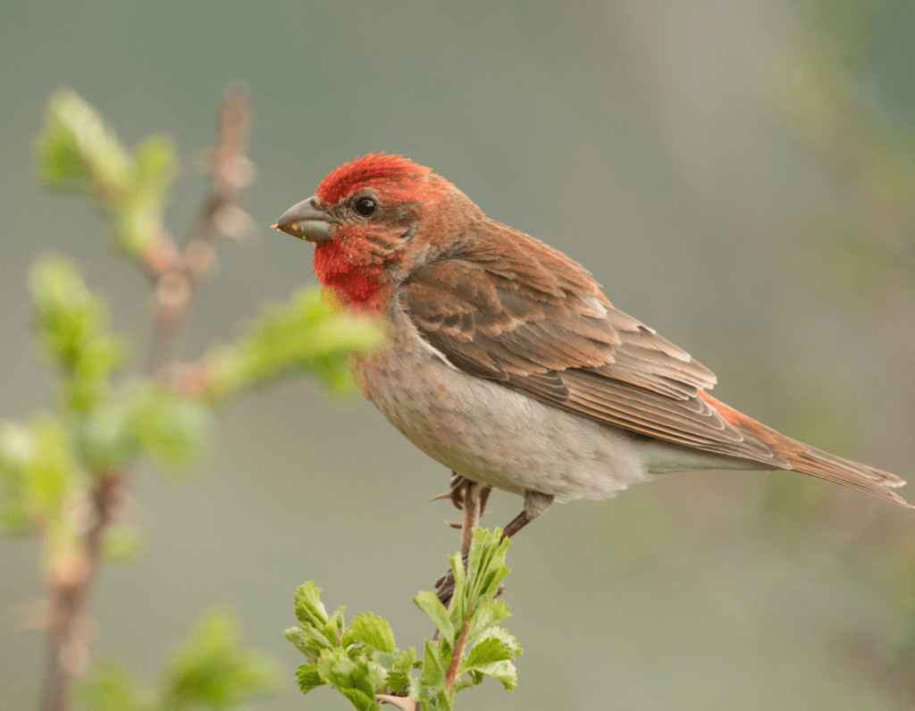 stunned bird in tree