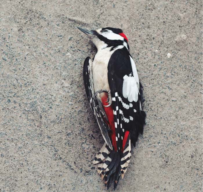 dead woodpecker in the sand