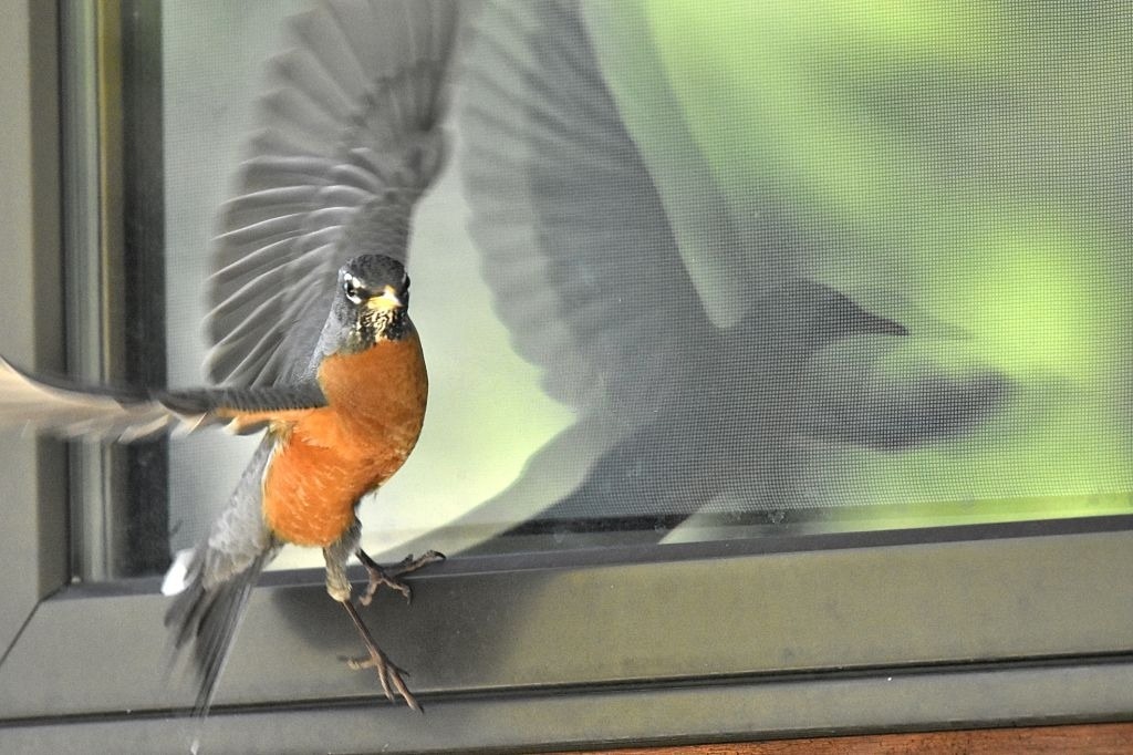 Robin attacking window