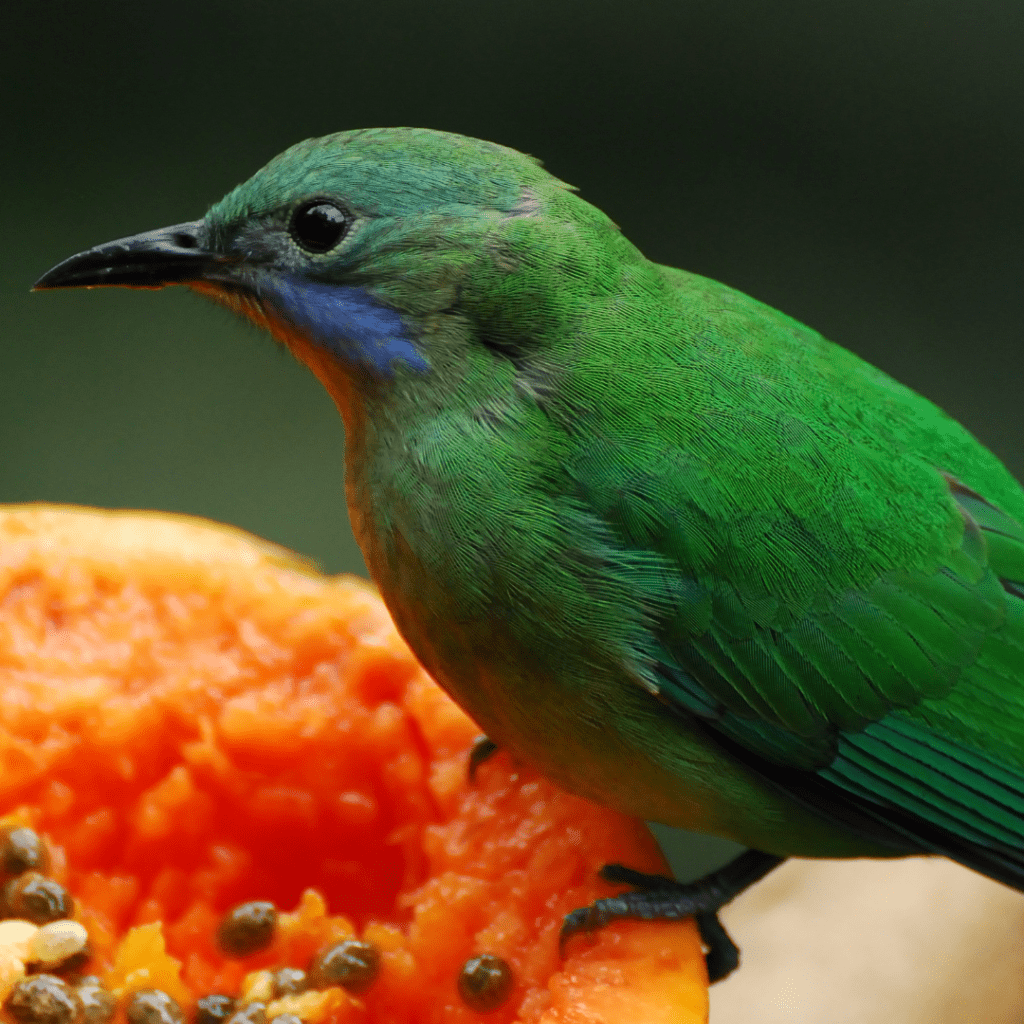 bird eating watermelon