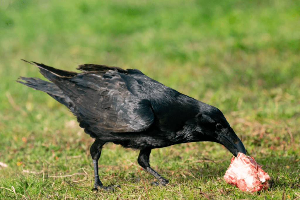 crow eating food in green grass