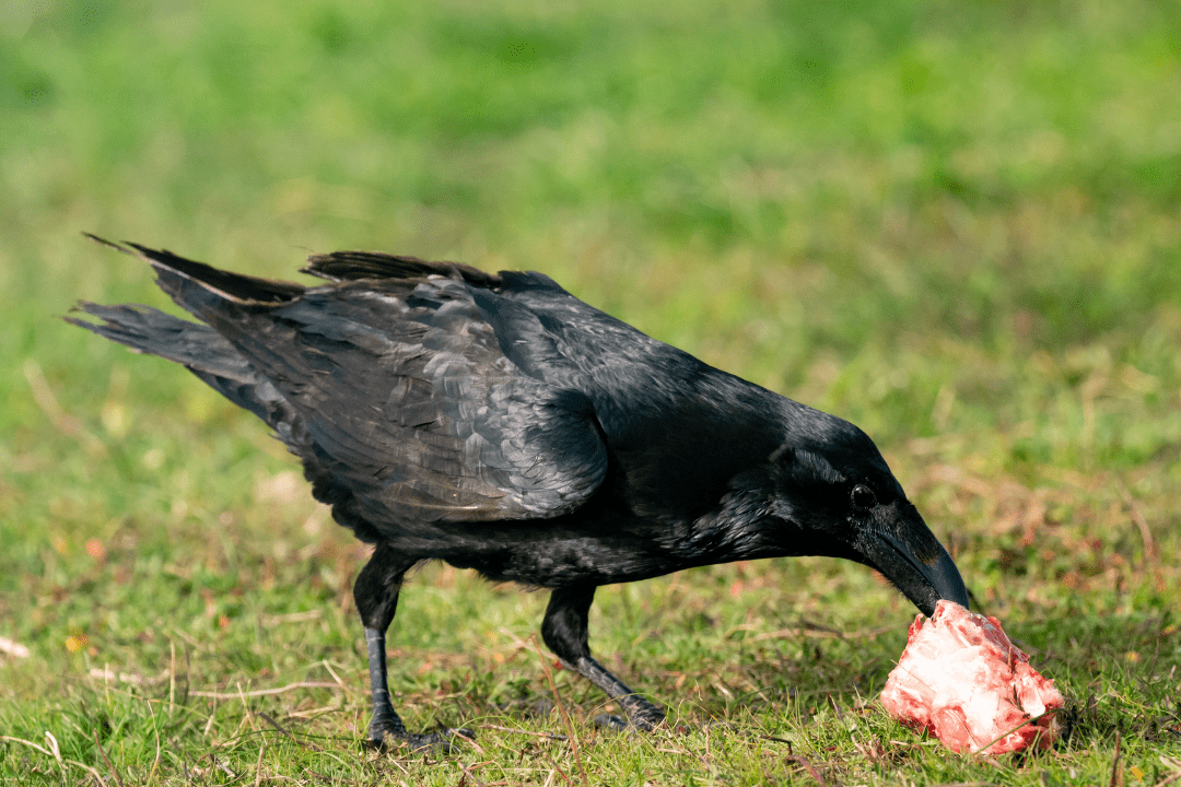 WHAT! Do Crows eat Squirrels? - Happy Birding