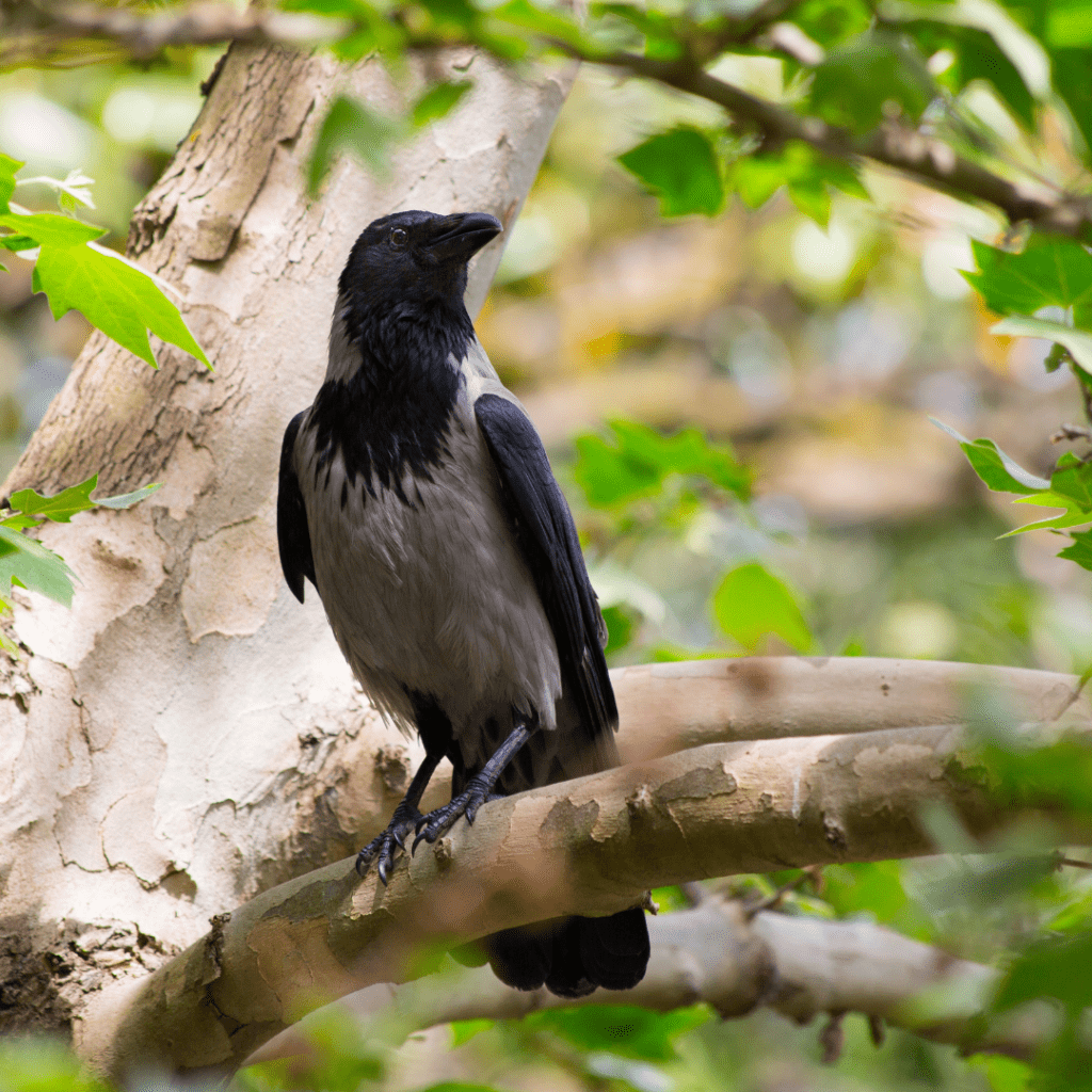 crow sitting in a tree