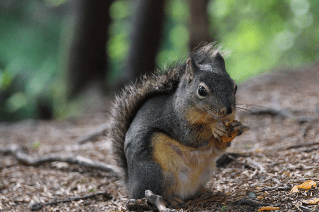 squirrel foraging for food