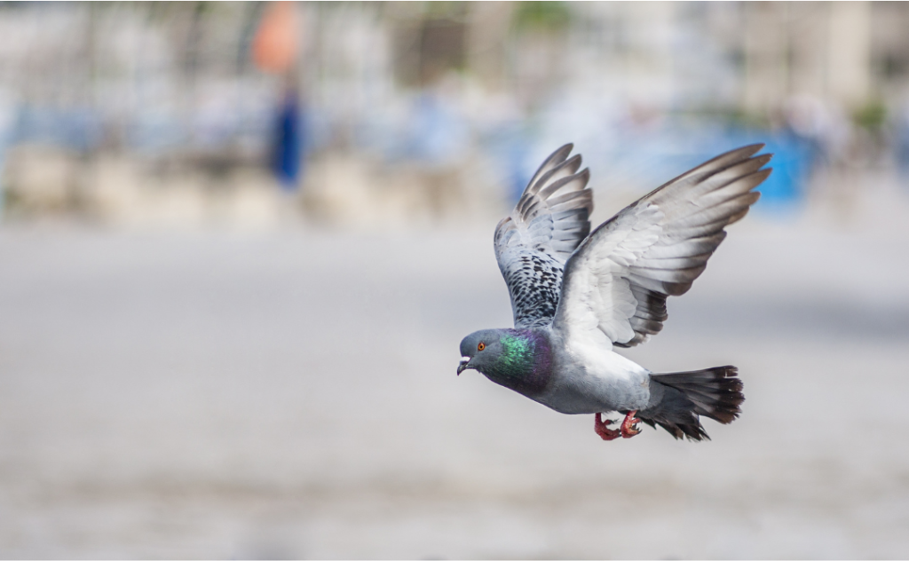 pigeon taking off
