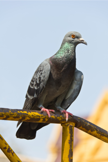 pigeon standing on metal bar