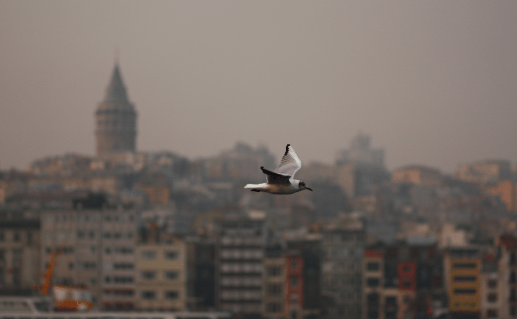 bird flying in the city
