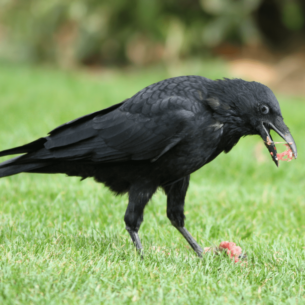 crow eating food in grass