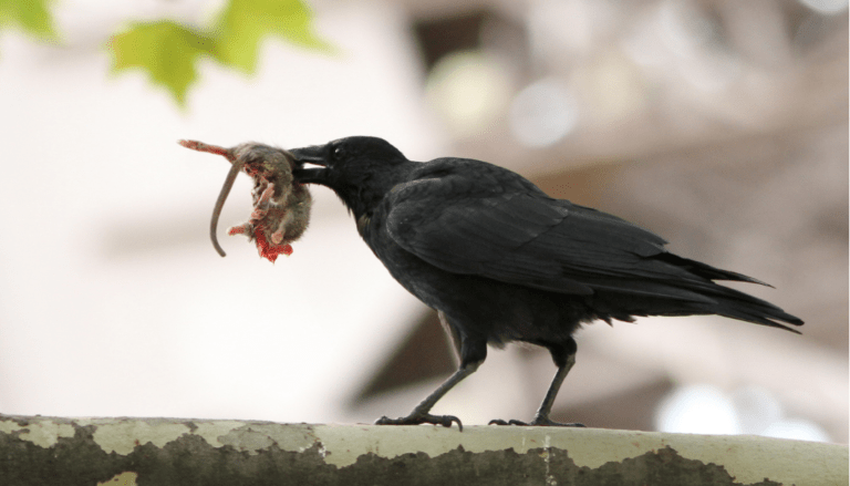crow eating a dead mouse