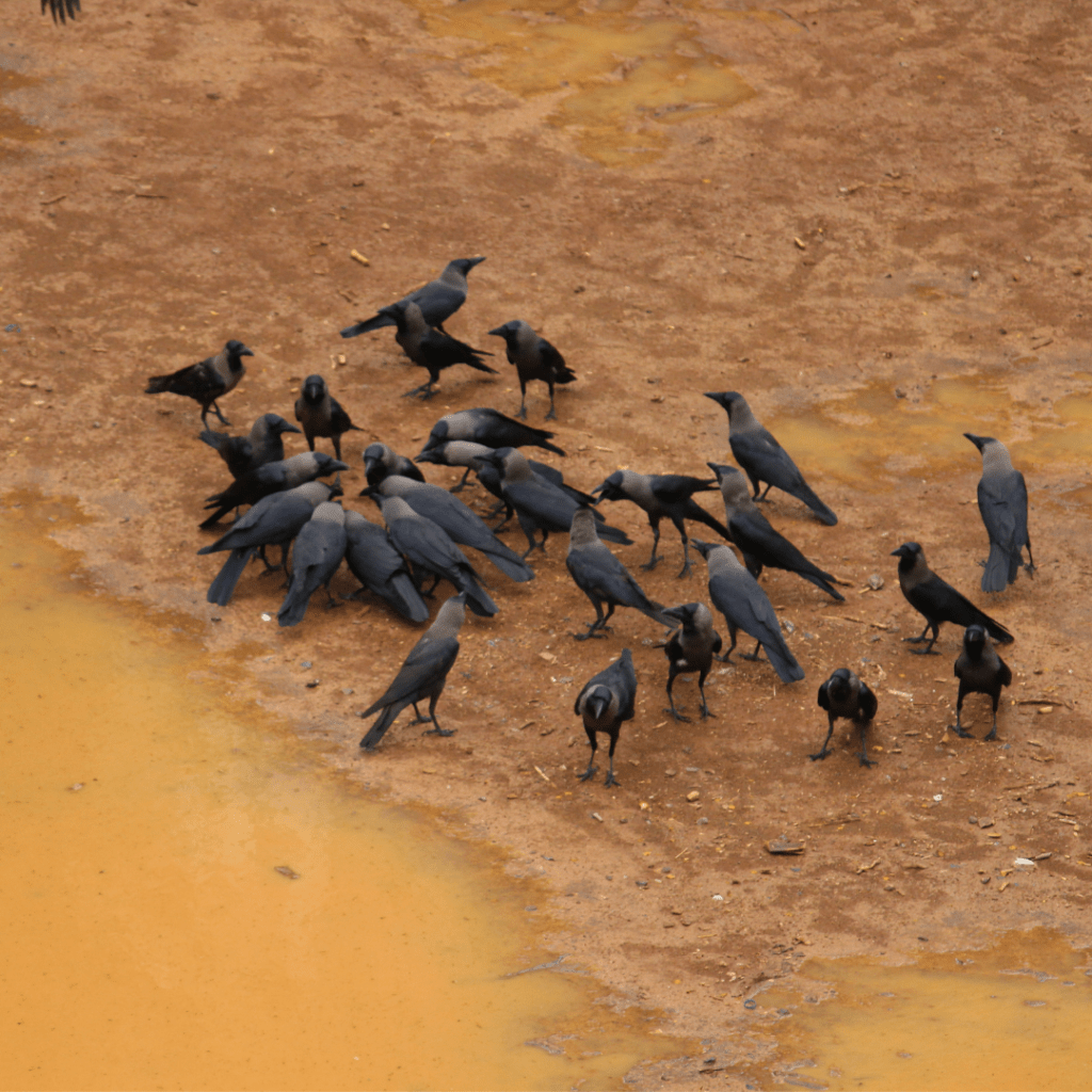 flock of crows eating together