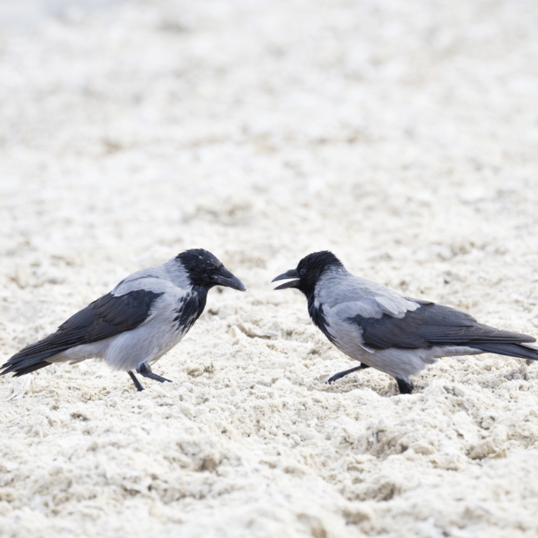 two crows talking to each other