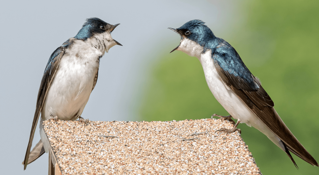 birds squawking at each other