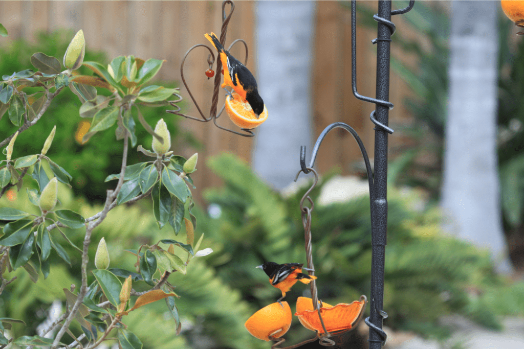 birds in a tree eating oranges