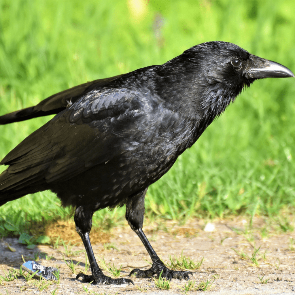 crow standing in grass