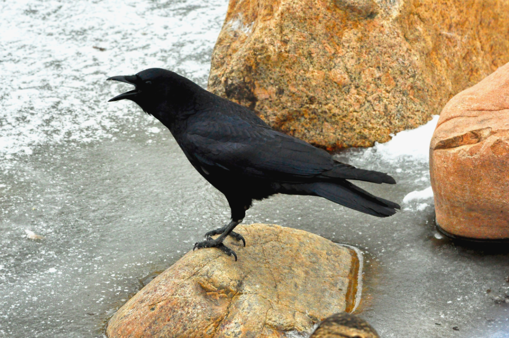 crow squawking on frozen lake