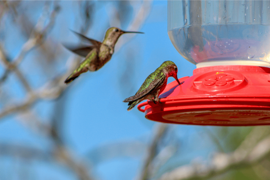 hummingbirds eating food