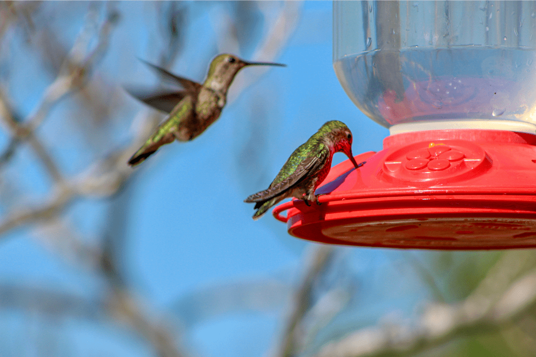 Quick! Hummingbird Food Recipe Without Boiling - Happy Birding