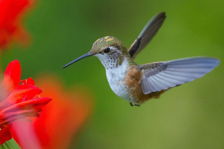 hummingbird fluttering by a flower